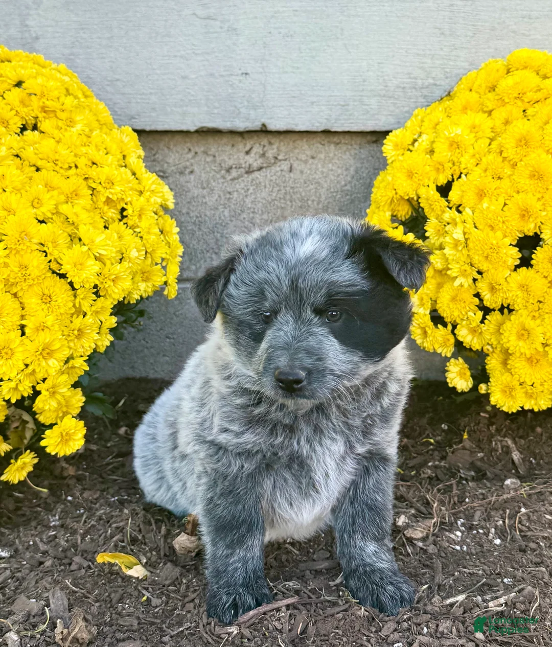 Australian Cattle Dog dogs for sale: Drew - Ad 2