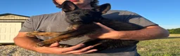 German Shepherd dogs for sale: Gee Gee  - Ad 2