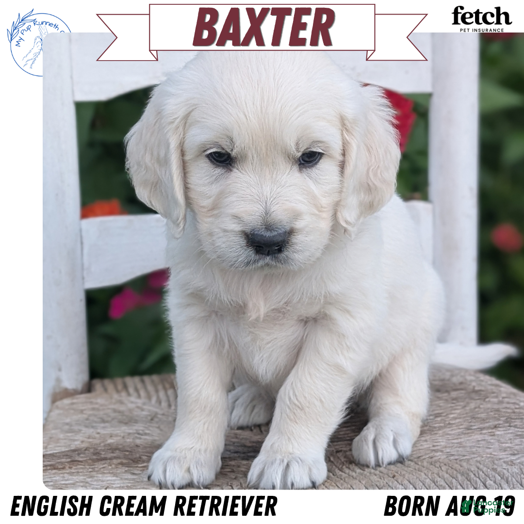 Baxter (Golden Retriever, Male) in Goshen, IN
