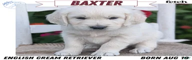 Baxter 