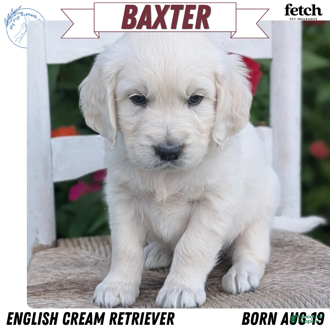 Golden Retriever dogs for sale: Baxter  - Ad 1