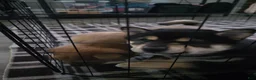 Shiba Inu dogs for sale: Shiba Inu 1 - Ad 12