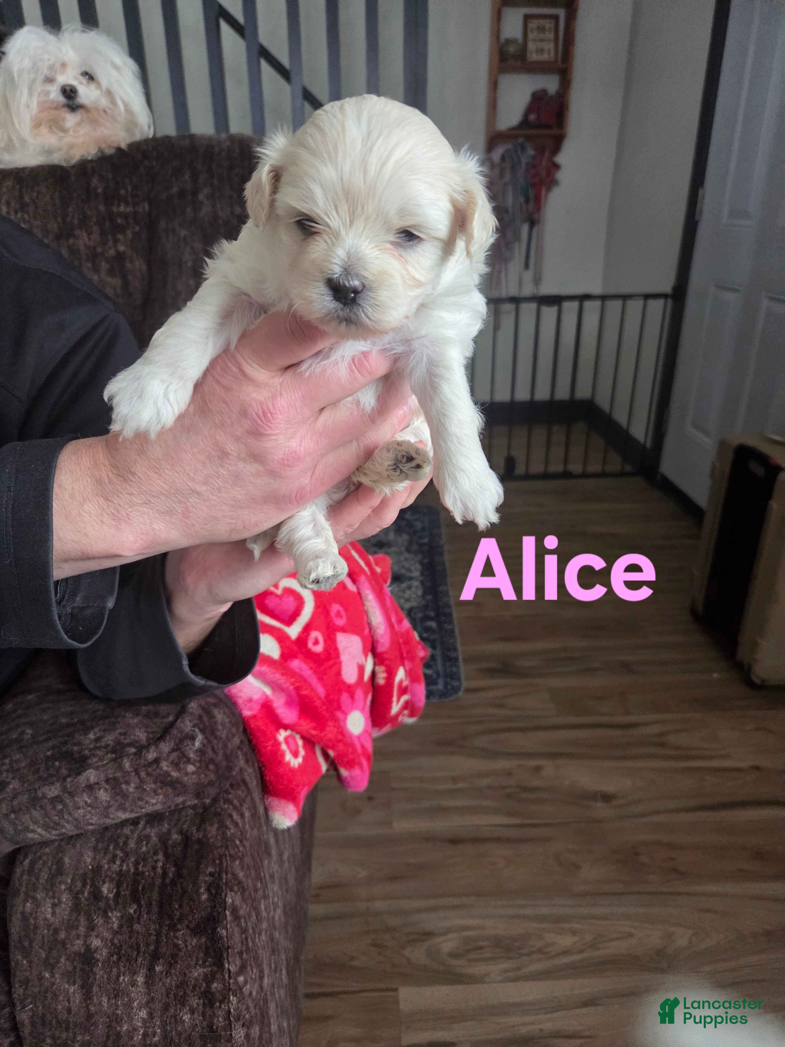 Shihpoo dogs Alice - Ad 42
