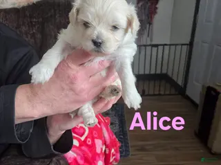 Shihpoo dogs Alice - Ad 42