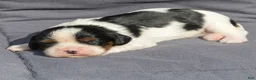Cavalier King Charles Spaniel dogs for sale: Brian Cavalier King Charles Spaniel  - Ad 4