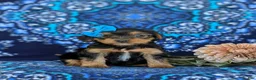 Shorkie dogs for sale: Melina 7 lbs Full Grown - Ad 4