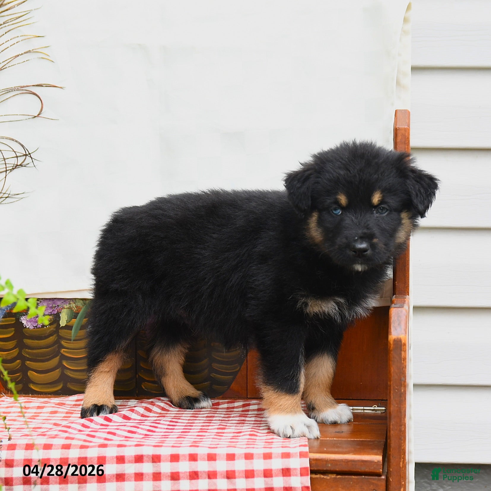 Australian Shepherd dogs Flynn - Ad 1