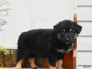 Australian Shepherd dogs for sale: Flynn - Ad 4