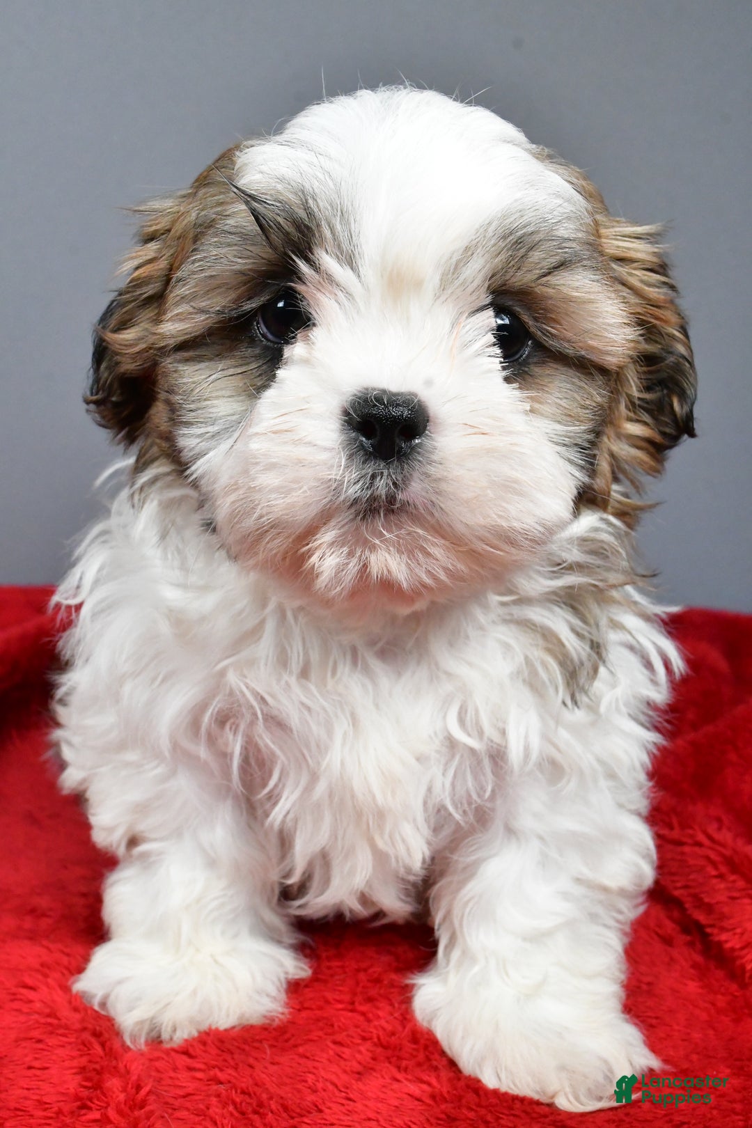 Shih Tzu dogs for sale: Rocket - Ad 6