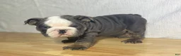 English Bulldog dogs for sale: Cali - Ad 6