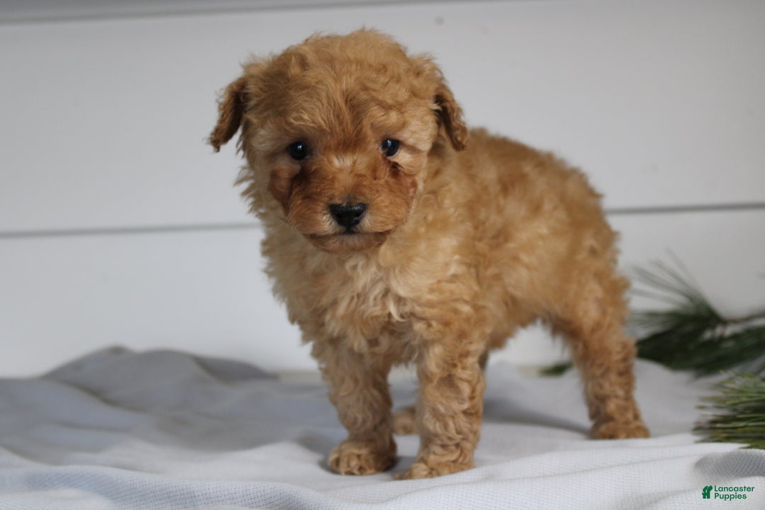 Miniature Poodle dogs for sale: Dexter - Ad 4