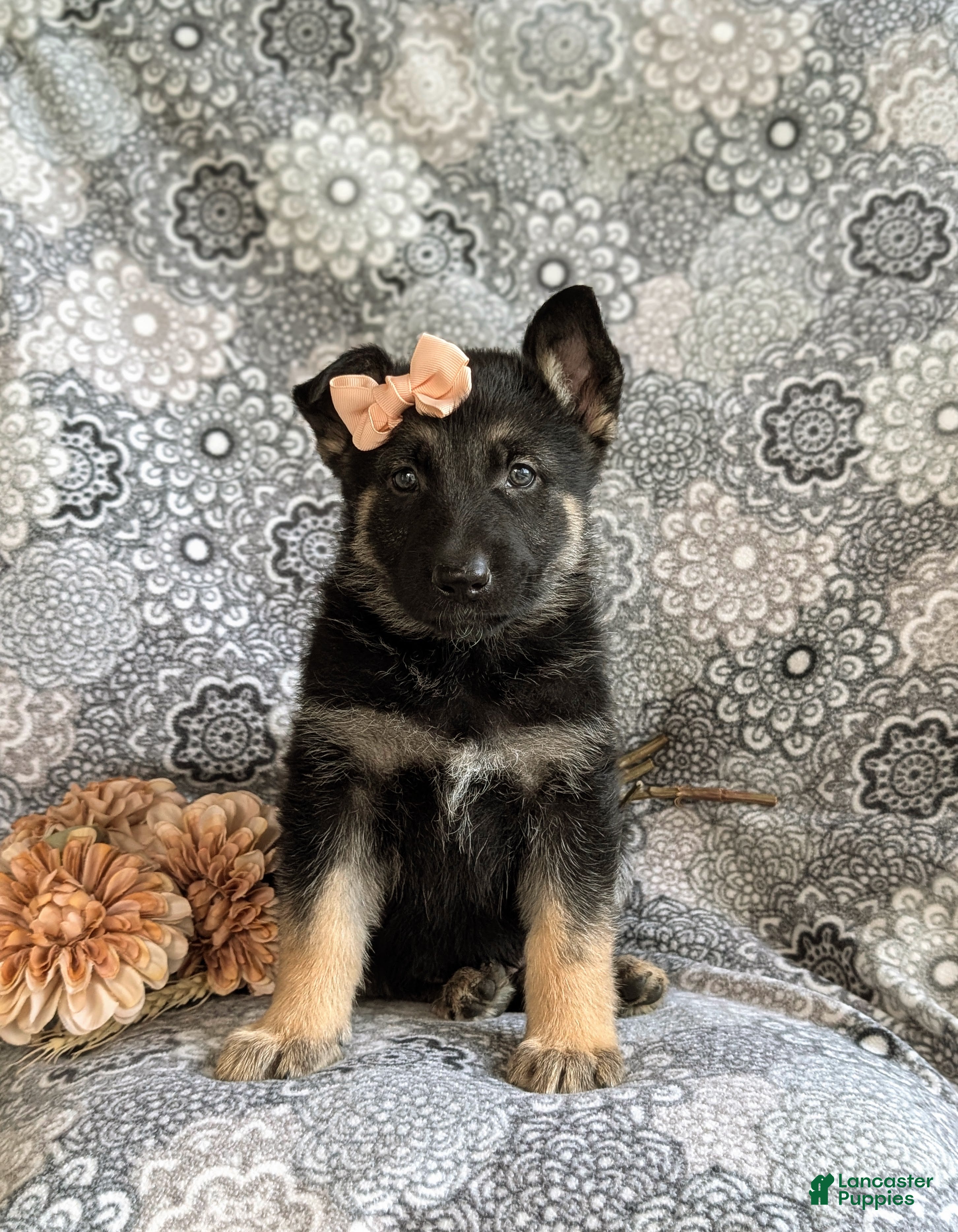 Mixed Breed dogs Brandy - Ad 2