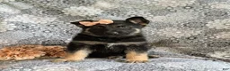 Mixed Breed dogs for sale: Brandy - Ad 2