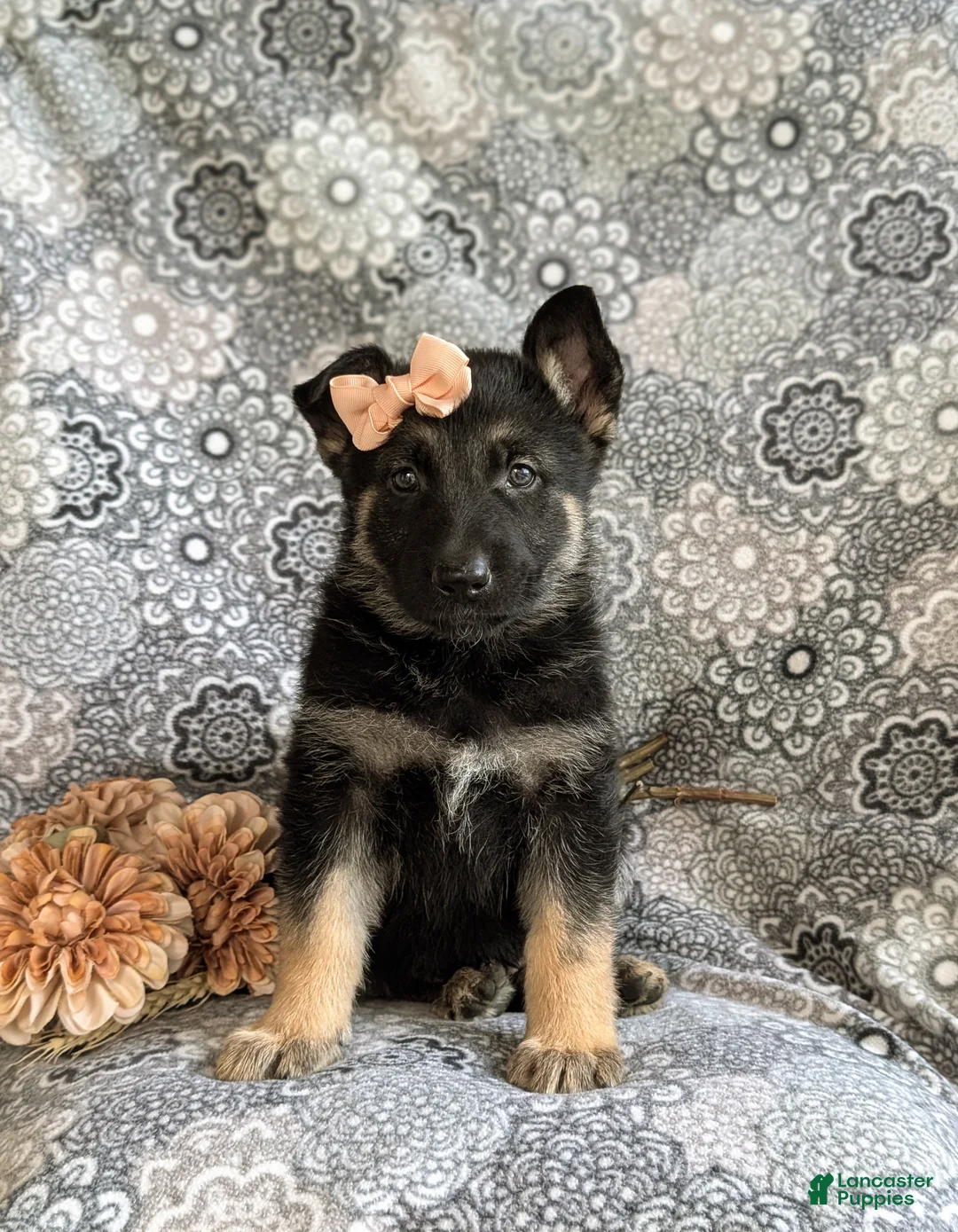 Mixed Breed dogs for sale: Brandy - Ad 2