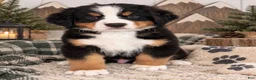 Bernese Mountain Dog dogs for sale: Aspen - Gray Boy - Ad 2