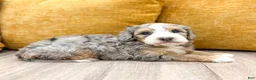 Mini Bernedoodle dogs for sale: Ashley - Micro Mini - Ad 7