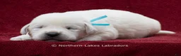 Labrador Retriever dogs for sale: Mateo - Ad 3