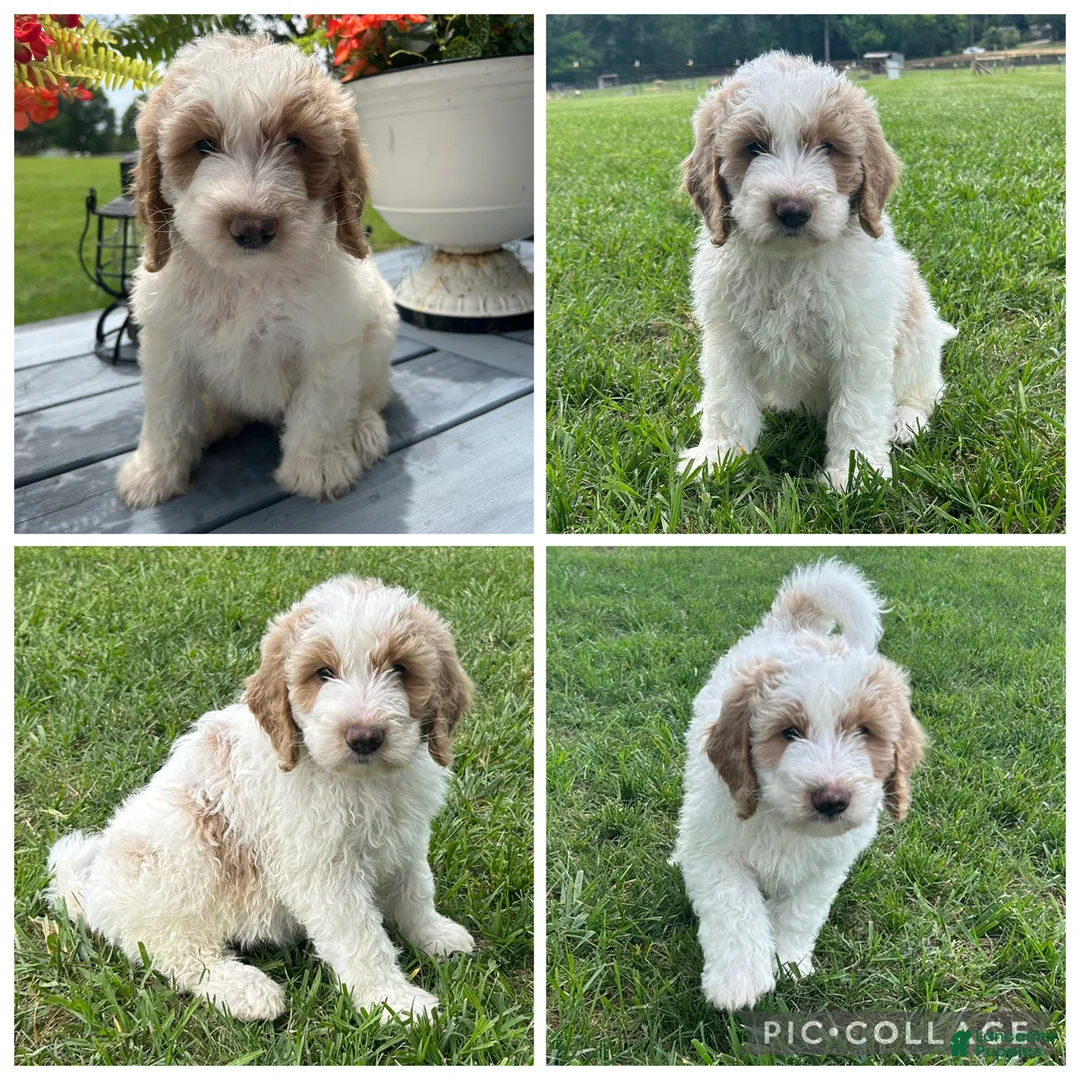 Goldendoodle dogs for sale: Cream/Red Parti Boy - Ad 1