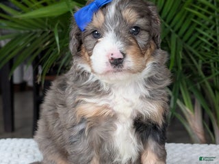 Mini Bernedoodle dogs Mini Banks - Ad 31