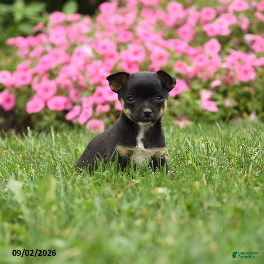 Chihuahua dogs Lady McZoomie - Ad 1