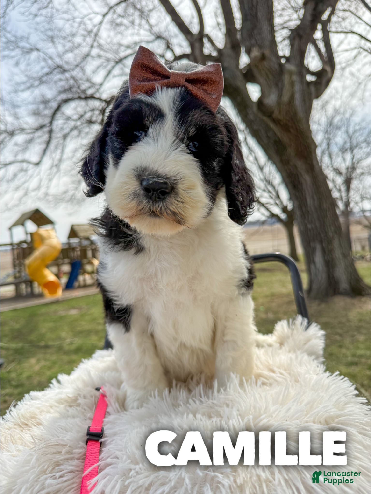 Saint Berdoodles dogs Camille - Standard F1b - Ad 1