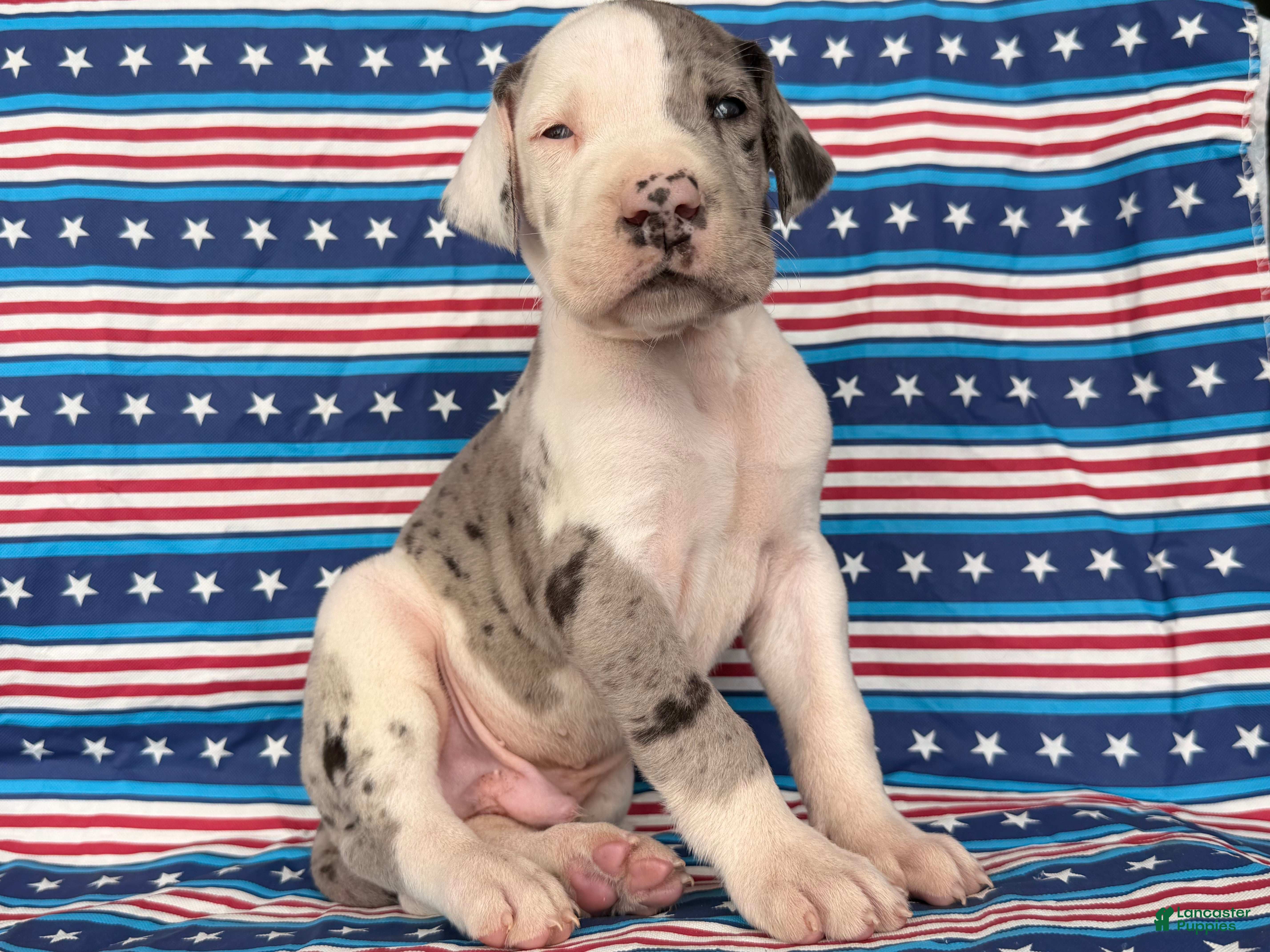 Great Dane dogs Patches Great Dane  - Ad 2