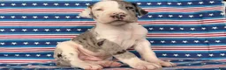 Great Dane dogs for sale: Patches Great Dane  - Ad 2