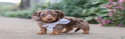 Miniature Dachshund dogs for sale: Rosie - Ad 7