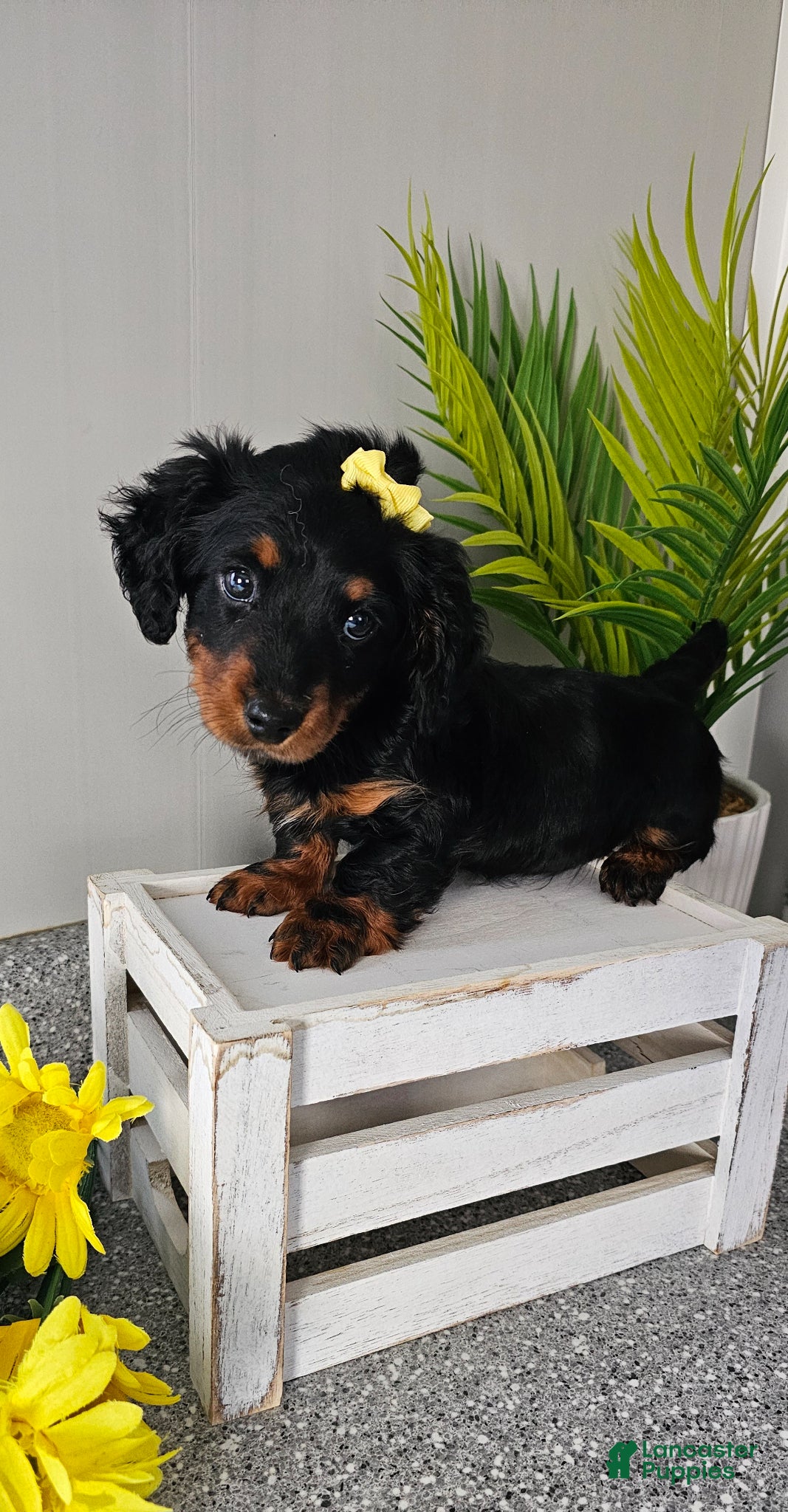 Miniature Dachshund dogs Lil Lady - Ad 1