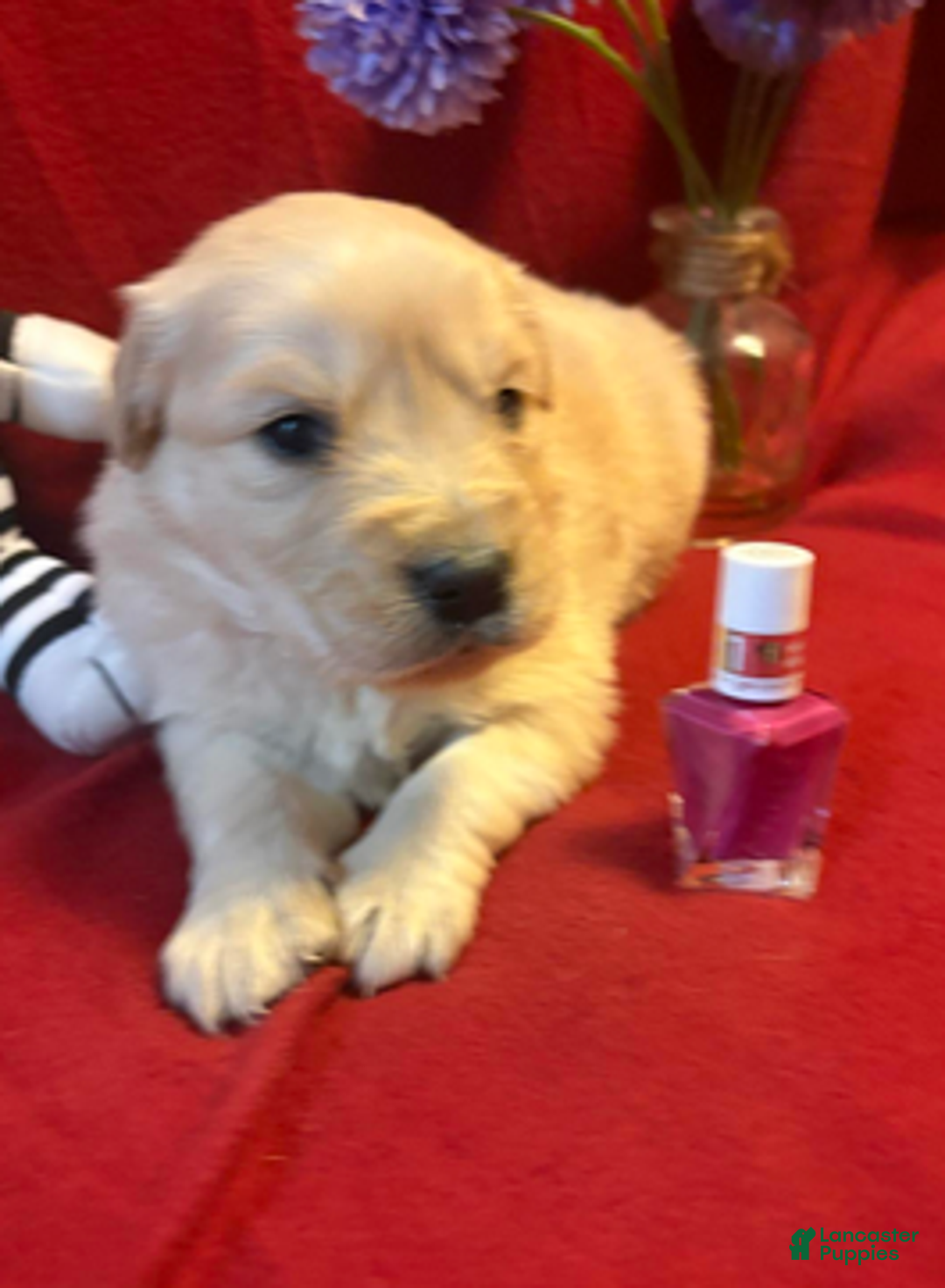 Golden Retriever dogs for sale: Riley - Ad 1