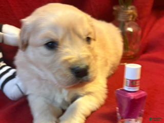 Golden Retriever dogs Riley - Ad 27