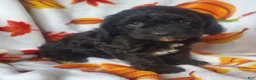 Cockapoo dogs for sale: Opal - Ad 4