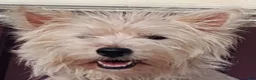 Mixed Breed dogs for sale: Mixed Breed 2 - Ad 2