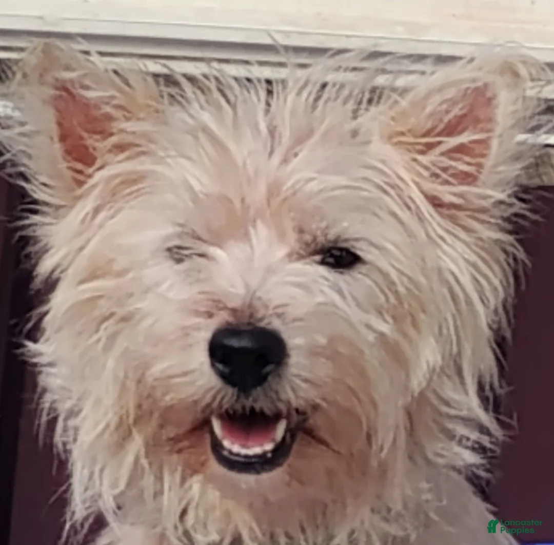 Mixed Breed dogs for sale: Mixed Breed 2 - Ad 2