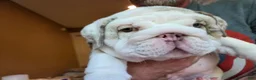 English Bulldog dogs for sale: English Bulldog 1 - Ad 1