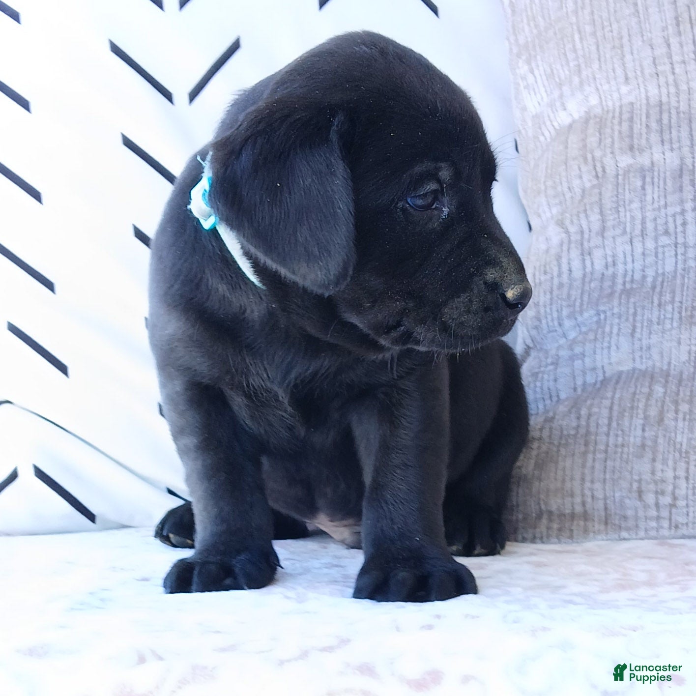 Labrador Retriever dogs DUKE - Ad 2