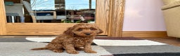 Cavapoo dogs for sale: Cavapoo F1b male Puppy 3 - Ad 6