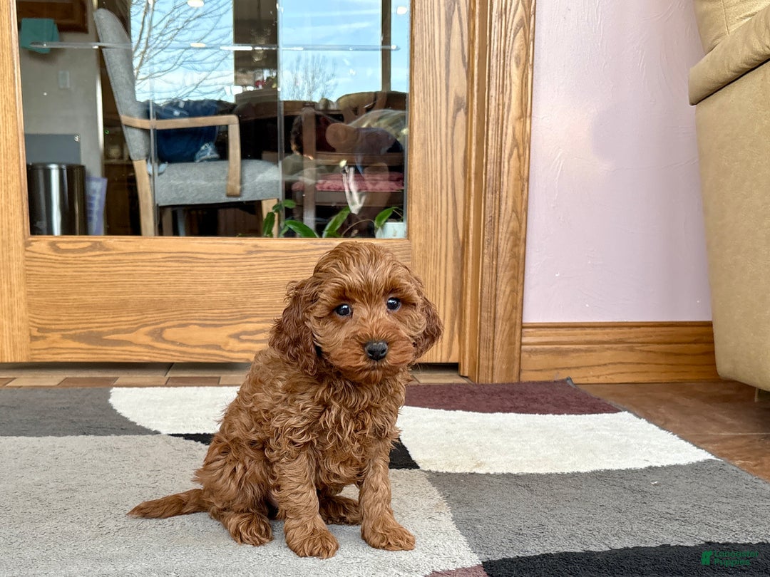 Cavapoo dogs for sale: Cavapoo F1b male Puppy 3 - Ad 6