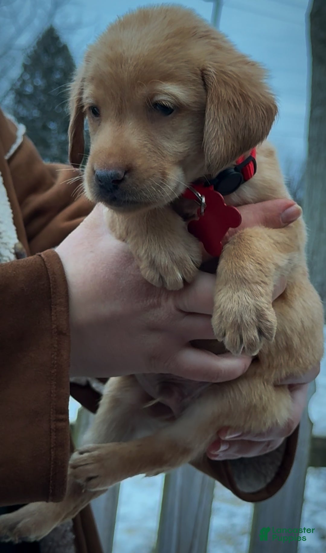 Labrador Retriever dogs for sale: Labrador Retriever Puppy 1 - Ad 4