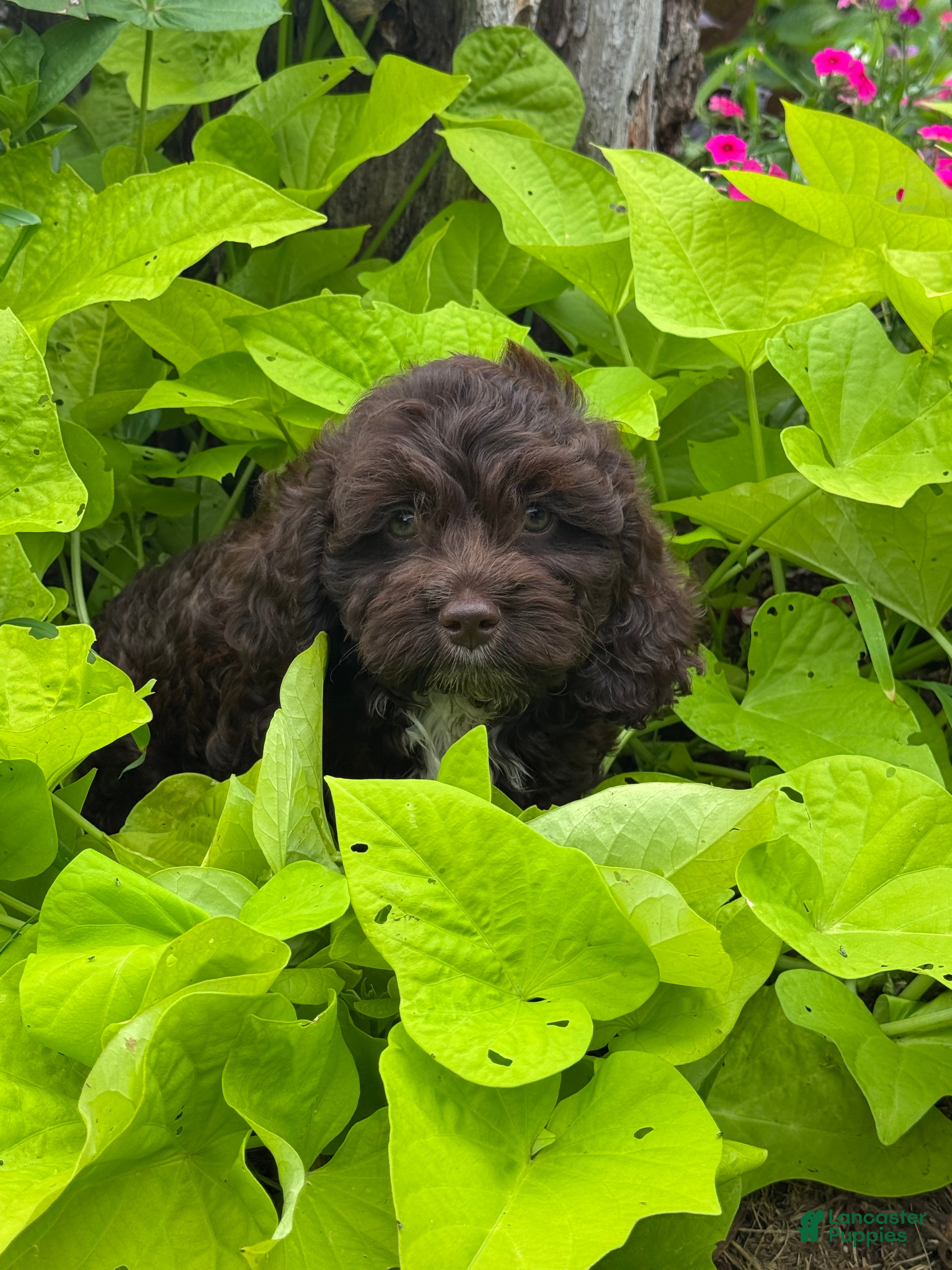 Cockapoo dogs Cockapoo 1 - Ad 6