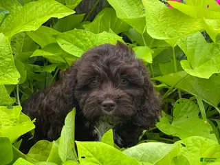 Cockapoo dogs Cockapoo 1 - Ad 6