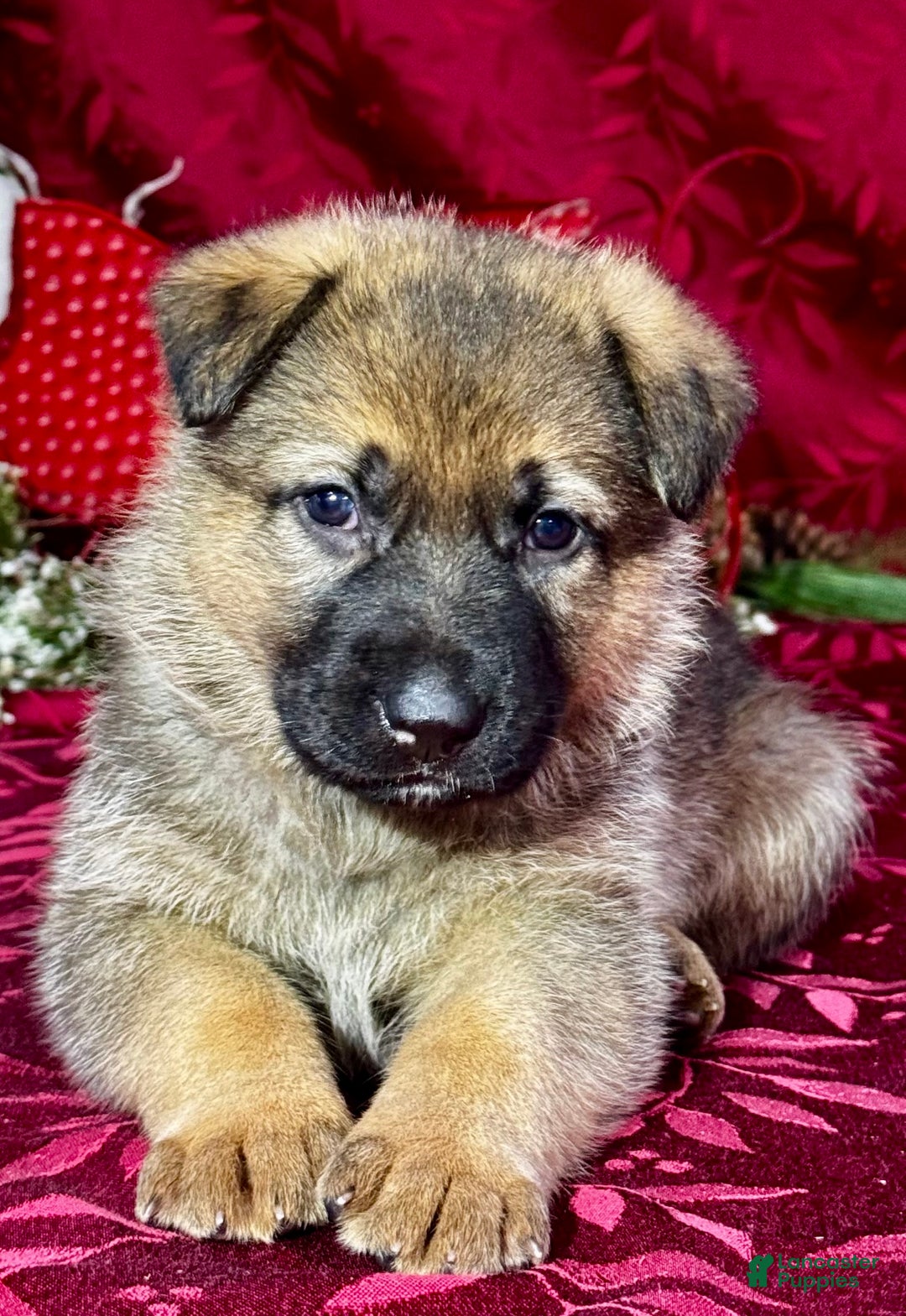 German Shepherd dogs for sale: Rawlins - Ad 1