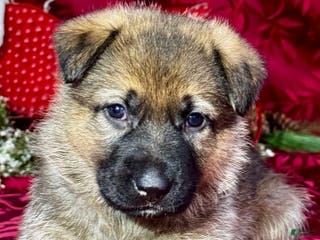 German Shepherd dogs Rawlins - Ad 29