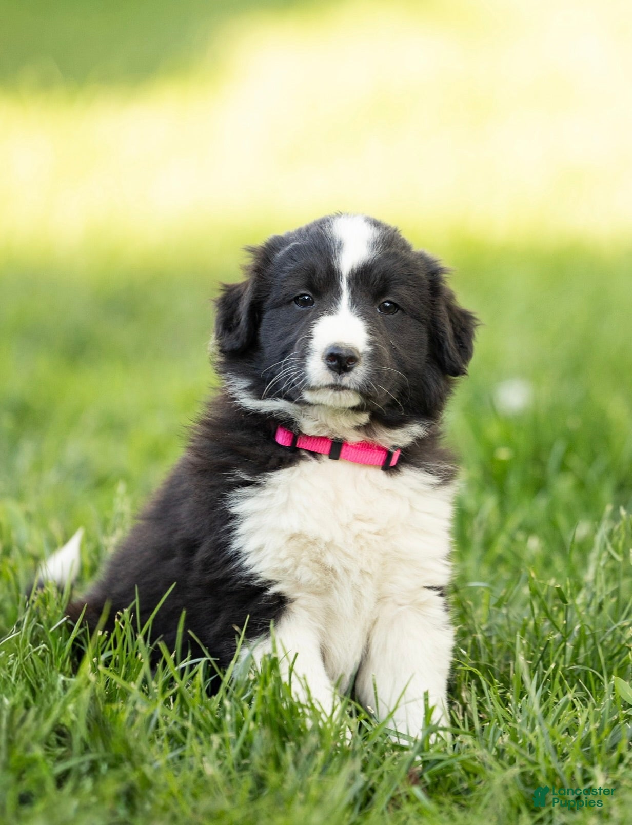 Mixed Breed dogs for sale: Misty - Ad 1