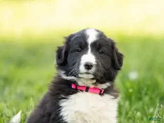 Mixed Breed dogs for sale: Misty - Ad 3