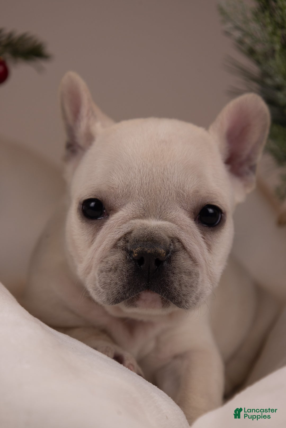 French Bulldog dogs for sale: Bluey - Ad 7