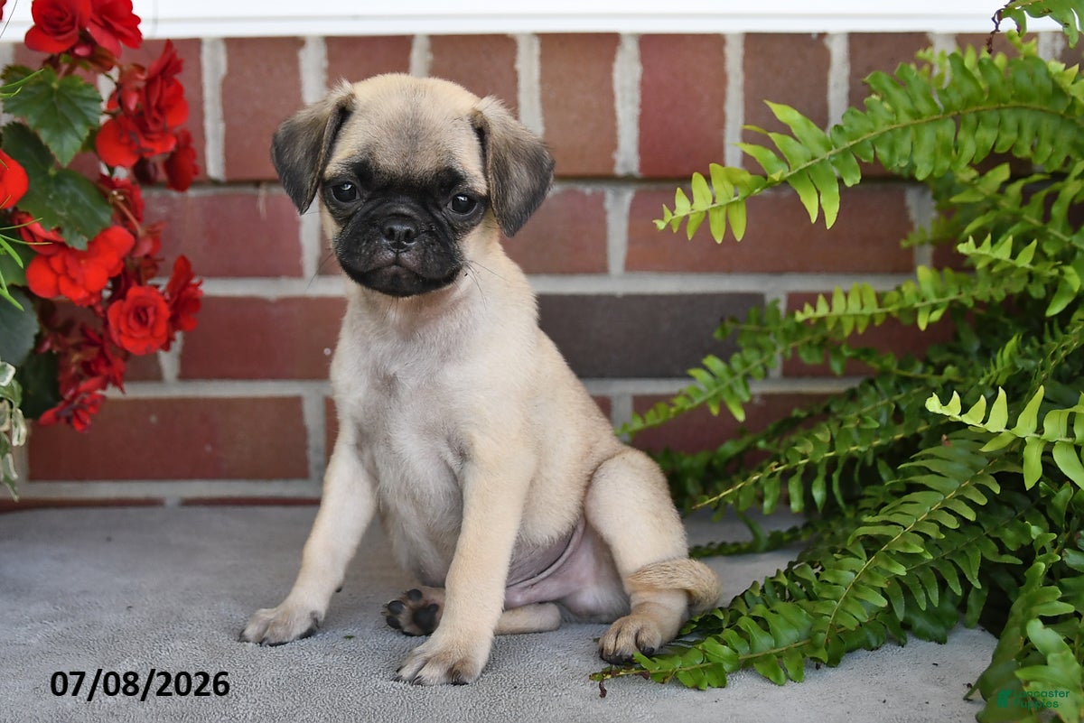 Puggle dogs Coffee - Ad 1