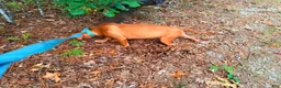 American Bully dogs for sale: Rose Red 🌹America Bully  - Ad 7