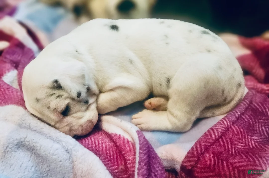 Great Dane dogs for sale: Roly - Ad 1