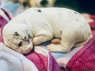 Great Dane dogs Roly - Ad 22